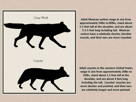According to the U.S. Fish & Wildlife Service there are differences between Mexican Grey wolves and coyote